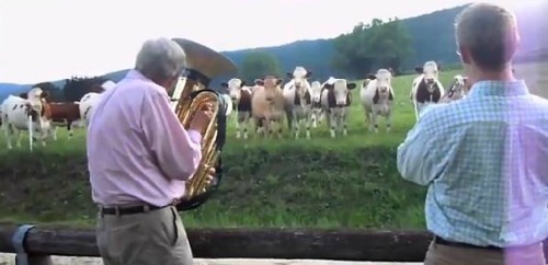 vacas amam jazz