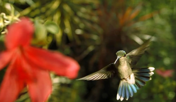 a beleza da polenizacao