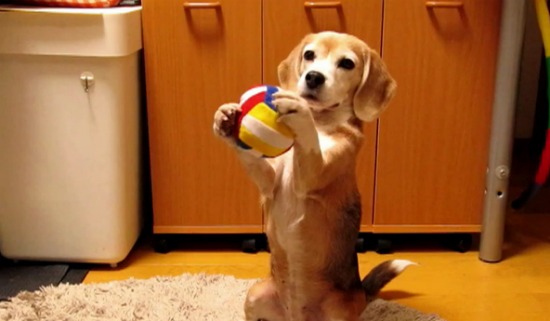 Purin super beagle