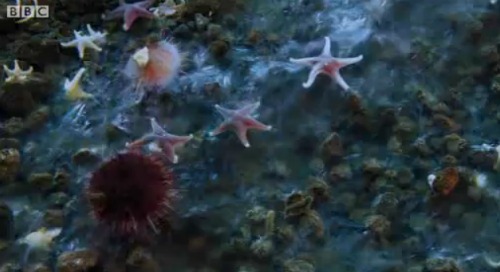 estrelas do mar gelo