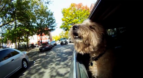 cachorros em carros