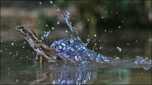 jesus christ lizard