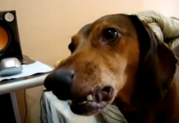 bobby nao toma banho