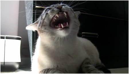 Segura o gatinho Segura o gatinho